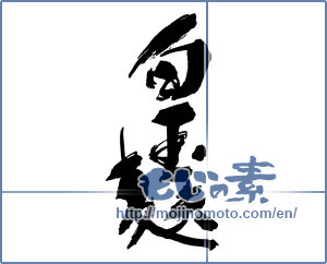 Japanese calligraphy "白玉麩" [16203]
