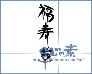 Japanese calligraphy "福寿草" [18178]