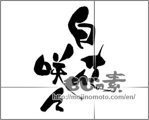 Japanese calligraphy "白花咲咲" [23181]