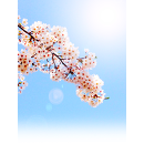 cherry blossom's thumbnail