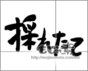 Japanese calligraphy "採れたて" [24925]
