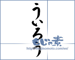 Japanese calligraphy "ういろう" [12143]
