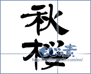Japanese calligraphy "秋桜 (cosmos)" [12402]