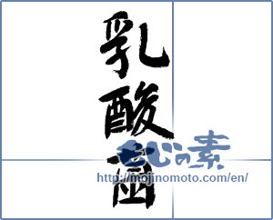 Japanese calligraphy "乳酸菌 (lactic-acid bacilli)" [9236]
