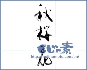 Japanese calligraphy "秋桜花" [11459]