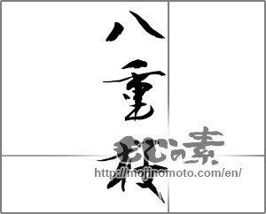 Japanese calligraphy "八重桜" [24973]